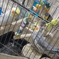 معاوضه با طوطی سخنگو