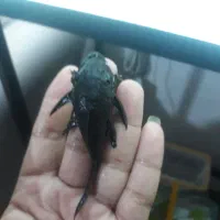 کت پوزه بوته ای|ماهی|قدس, شهرقدس|دیوار