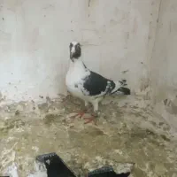 3عدد پرنده سالم