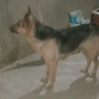سگ ماده ژرمن