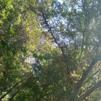 گردوتکان دادن