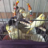 عروس هلندی|پرنده|آران و بیدگل, |دیوار