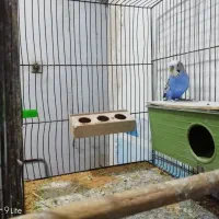 فروش یک جفت مرغ عشق