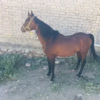 سیلمی کرد غرش