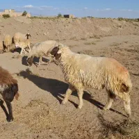 بره قوچی سنجابی