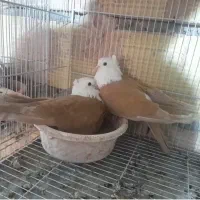 کلاغ کربلایی کله سفید کاکلی|پرنده|سبزوار, قلعه‌نو دهزار|دیوار