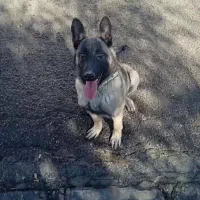 سگ مالینیوز اصلی ۸ماهه نر