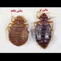 سمپاشی ساس سوسک ۱۰۰٪ تضمینی با ضمانت