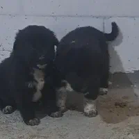 قدرجونی نگهبان واگذاری