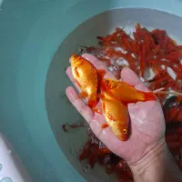 فروش ماهی قرمز/طعمه/شکاف/شکاری/