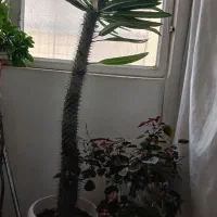 نخل ماداگاسکارا سرحال