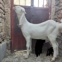 بزمری گلابی