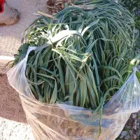 گندله