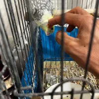 عروس هلندی دستی