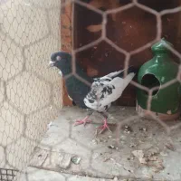 نر پاکستانی