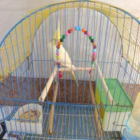 عروس هولندی دستی