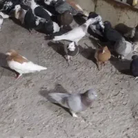 رنگی برای پروندن