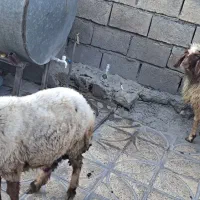 کاور|حیوانات مزرعه|ایلام, |دیوار