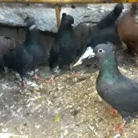 زاغدمسفید وسرخ وسروردومسفید