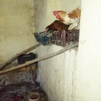 فروش مرغ محلی تخم زا قیمت توافقی|حیوانات مزرعه|بیرجند, |دیوار