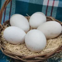 تخم غاز خوراکی( مقوی )هر کدوم ۵ برار تخم مرغ بزرگه