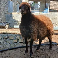 قوچ همو بره شیشک همو|حیوانات مزرعه|قوچان, |دیوار