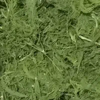 گوجه خشک