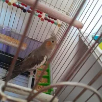 فروش جفت عروس هلندی سالم و اهلی همراه با قفس|پرنده|خسروشاه, |دیوار