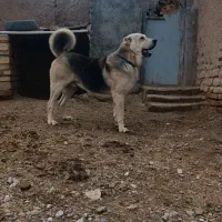 سگ عراقی