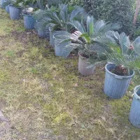 تعغیر شغل گلفروشی جمع اوری نهال|گل و گیاه طبیعی|سیاهکل, |دیوار