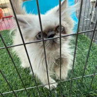 گربه پرشین|گربه|فردیس, فردیس|دیوار