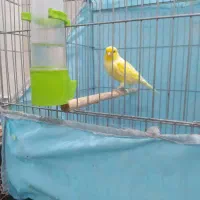فروش قناری|پرنده|هندیجان, |دیوار
