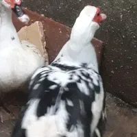 سلام اردک اسراییلی نربزرگ وسنگین وزن