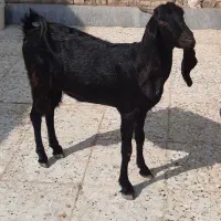 ۳راس بز ماده ابستن|حیوانات مزرعه|اهواز, اسماعیلیه|دیوار