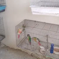 انواع‌طوطی‌ها‌به‌قیمت‌مناسب|پرنده|لالجین, |دیوار