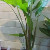 گل وگیاه طبیعی|گل و گیاه طبیعی|قم, باغ اشرافی|دیوار