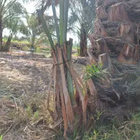 دیمیت کبکاب (پاجوش)