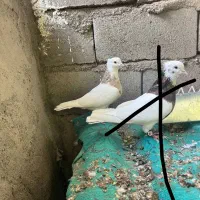 کبوتر|پرنده|بم, |دیوار