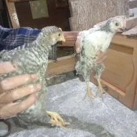 جوجه 2ماهه