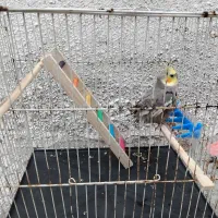 عروس هلندی|پرنده|آشخانه, |دیوار