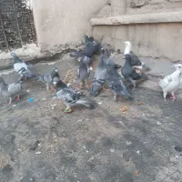 کفتر پلاکی