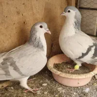 کبوتر کفتر پلاس آبی