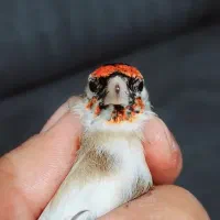 سهره چونه سفیدعتیقه خرم آباد