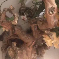 گربه دوماهه