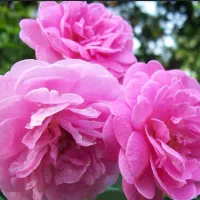 گلاب سنتی اعلای قمصر