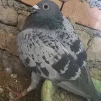 یک جفت کبوتر اس|پرنده|دلند, |دیوار