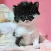 بچه گربه پرشین