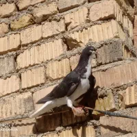 شهری ویال سیاه