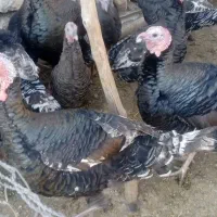 بوقلمون|حیوانات مزرعه|کارزان, |دیوار