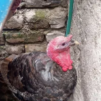 بوقلمون نر چاق